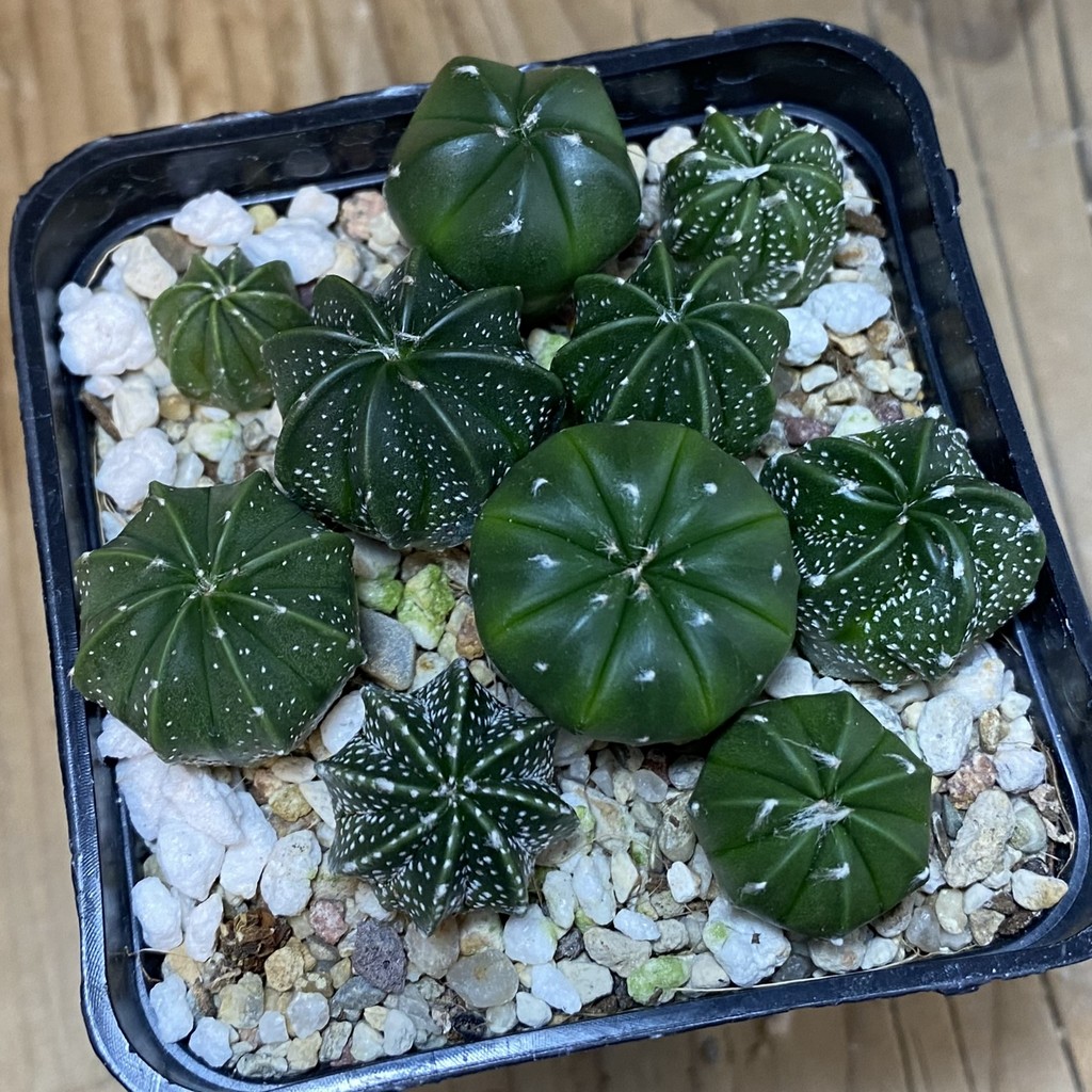 SH27760 Astrophytum asterias mix hybrid - Image 3