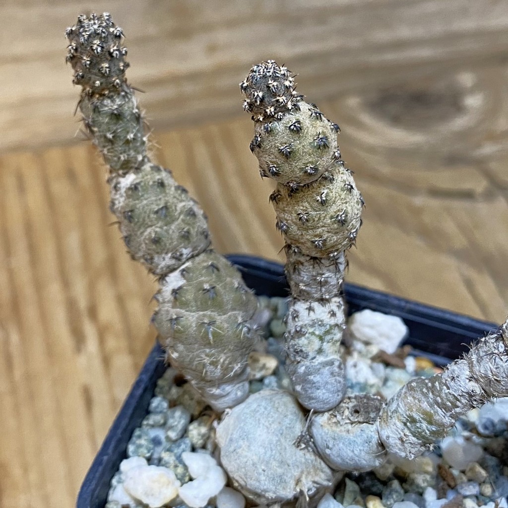 SH27765 Pterocactus hickenii