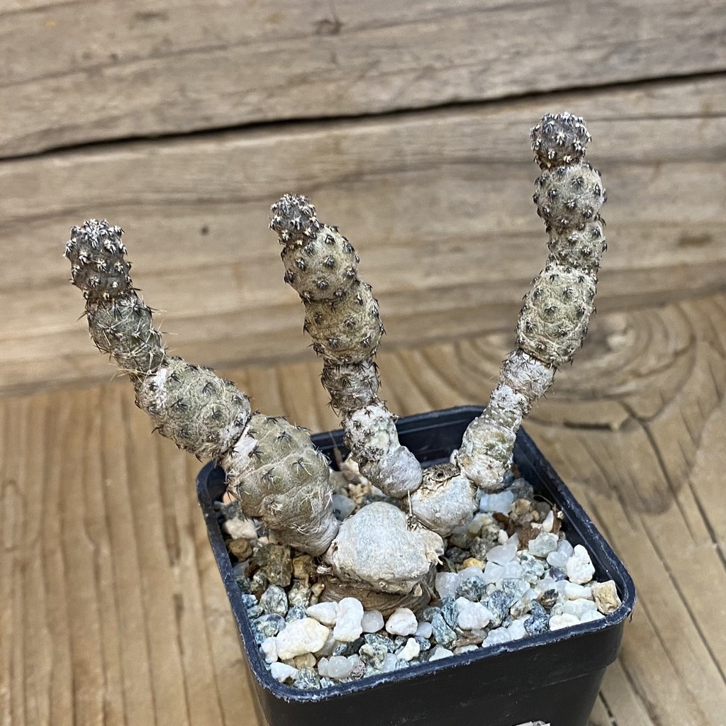 SH27765 Pterocactus hickenii - Image 2