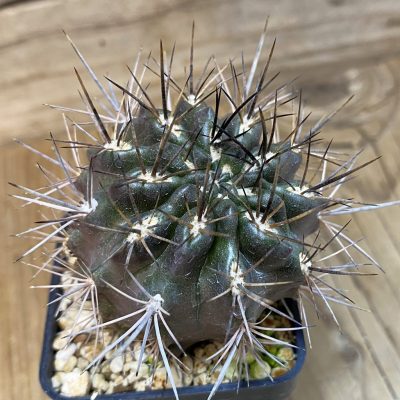 SH27767 Eriosyce curvispina