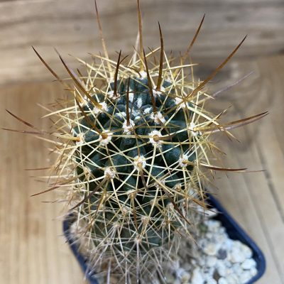 SH27768 Eriosyce curvispina