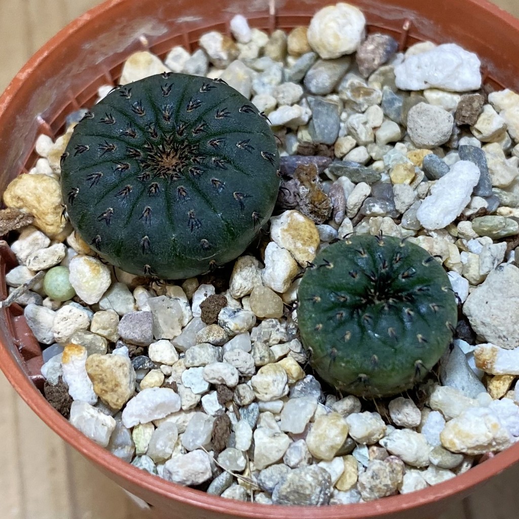 SH27770 Frailea castanea, 2 plants