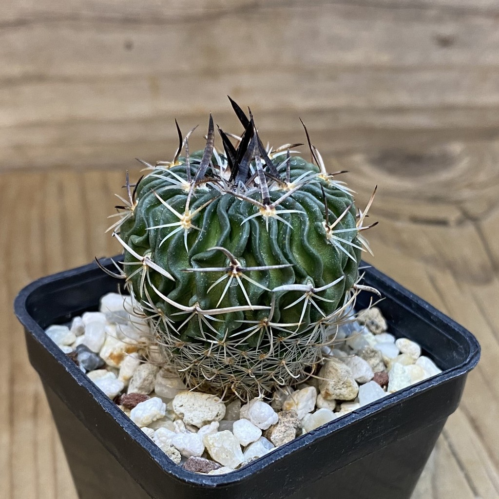 SH27771 Echinofossulocactus sp. CB 011075 - Image 2