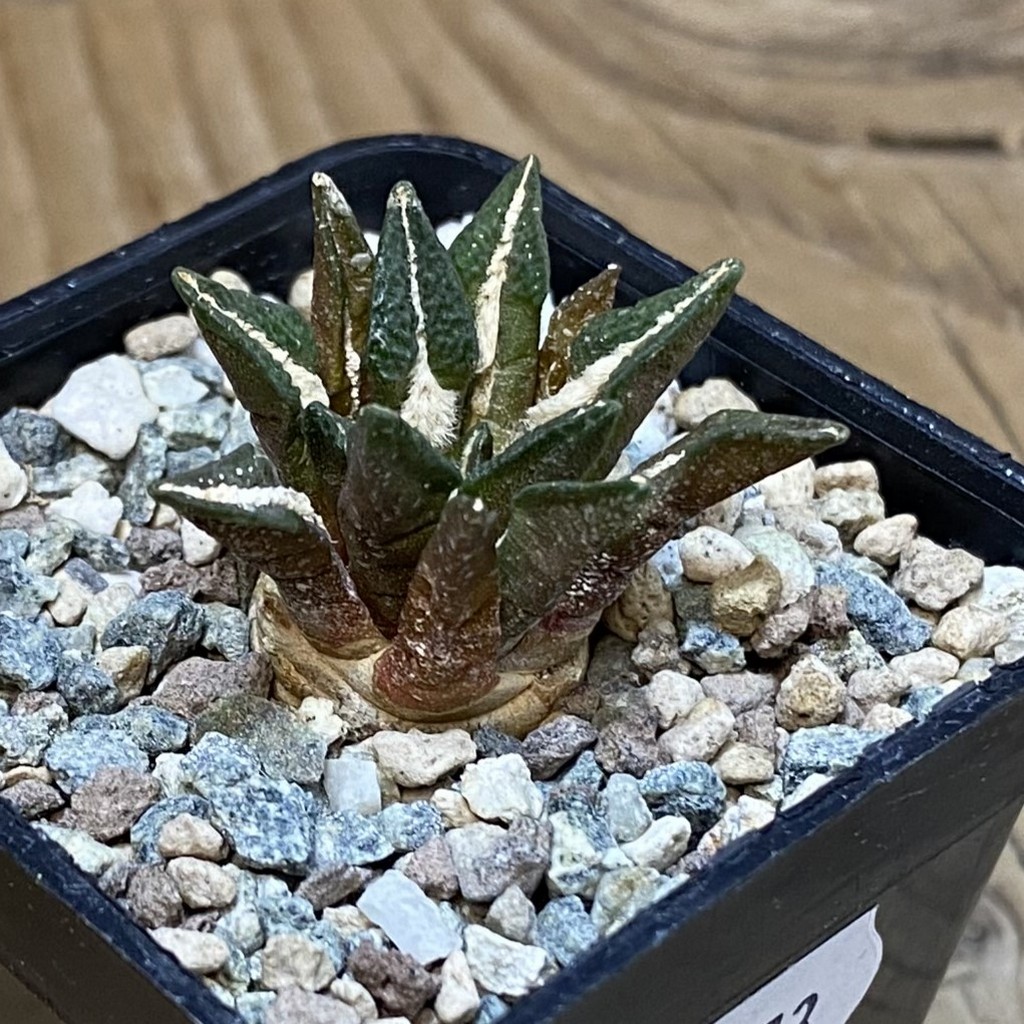 SH27773 Ariocarpus kotschoubeyanus hybrid, own roots - Image 2