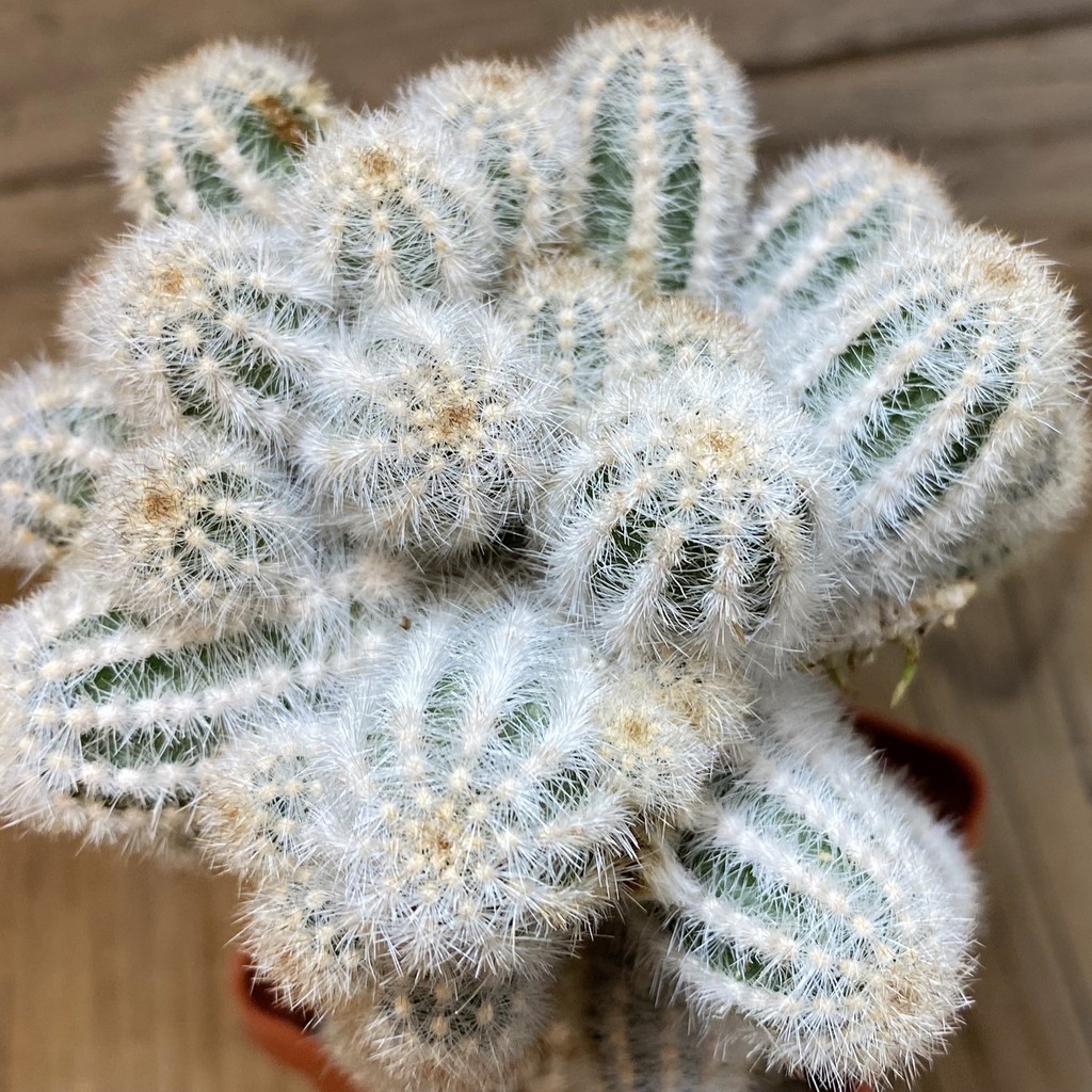 SH27774 Pygmaeocereus rowleyanus, grafted