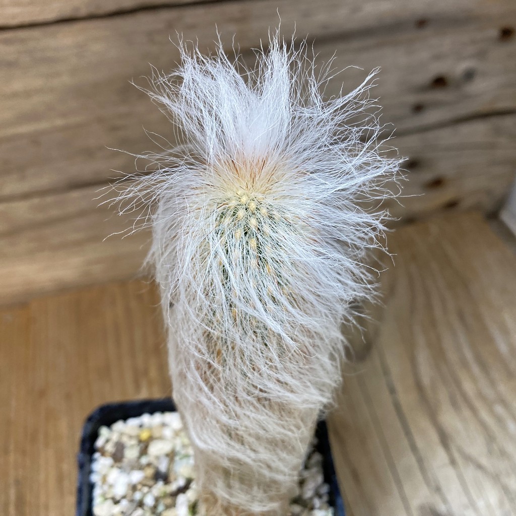 SH27750 Espostoa melanostele