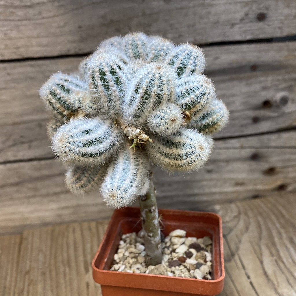 SH27774 Pygmaeocereus rowleyanus, grafted - Image 2