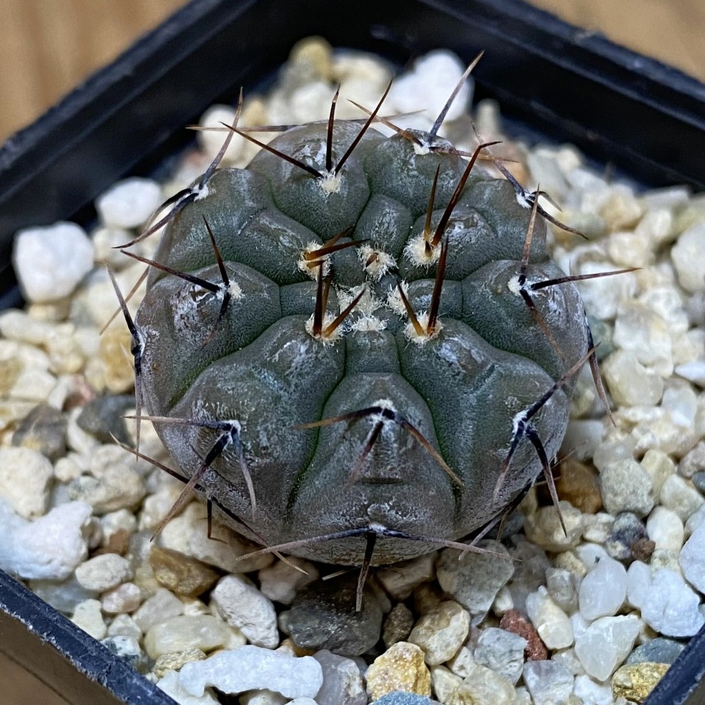 SH27776 Gymnocalycium esperanzae