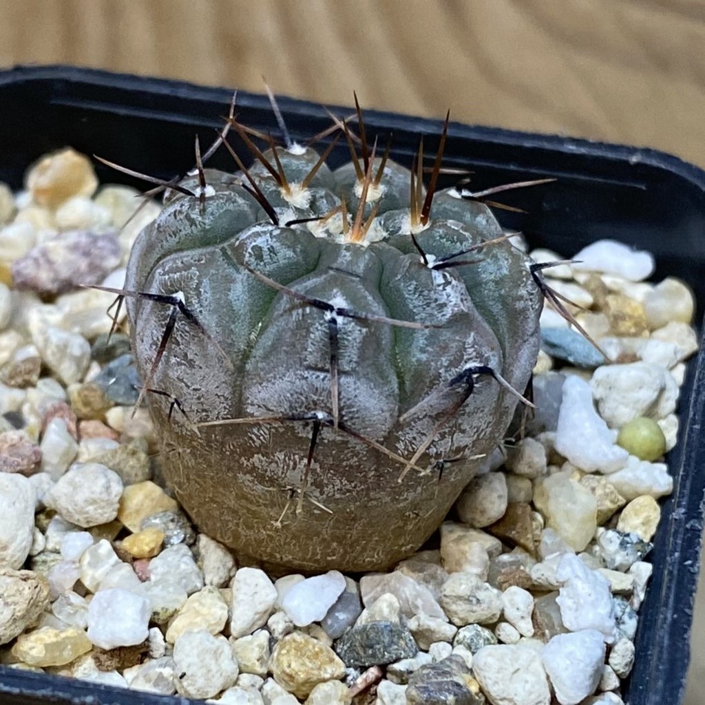 SH27776 Gymnocalycium esperanzae - Image 2