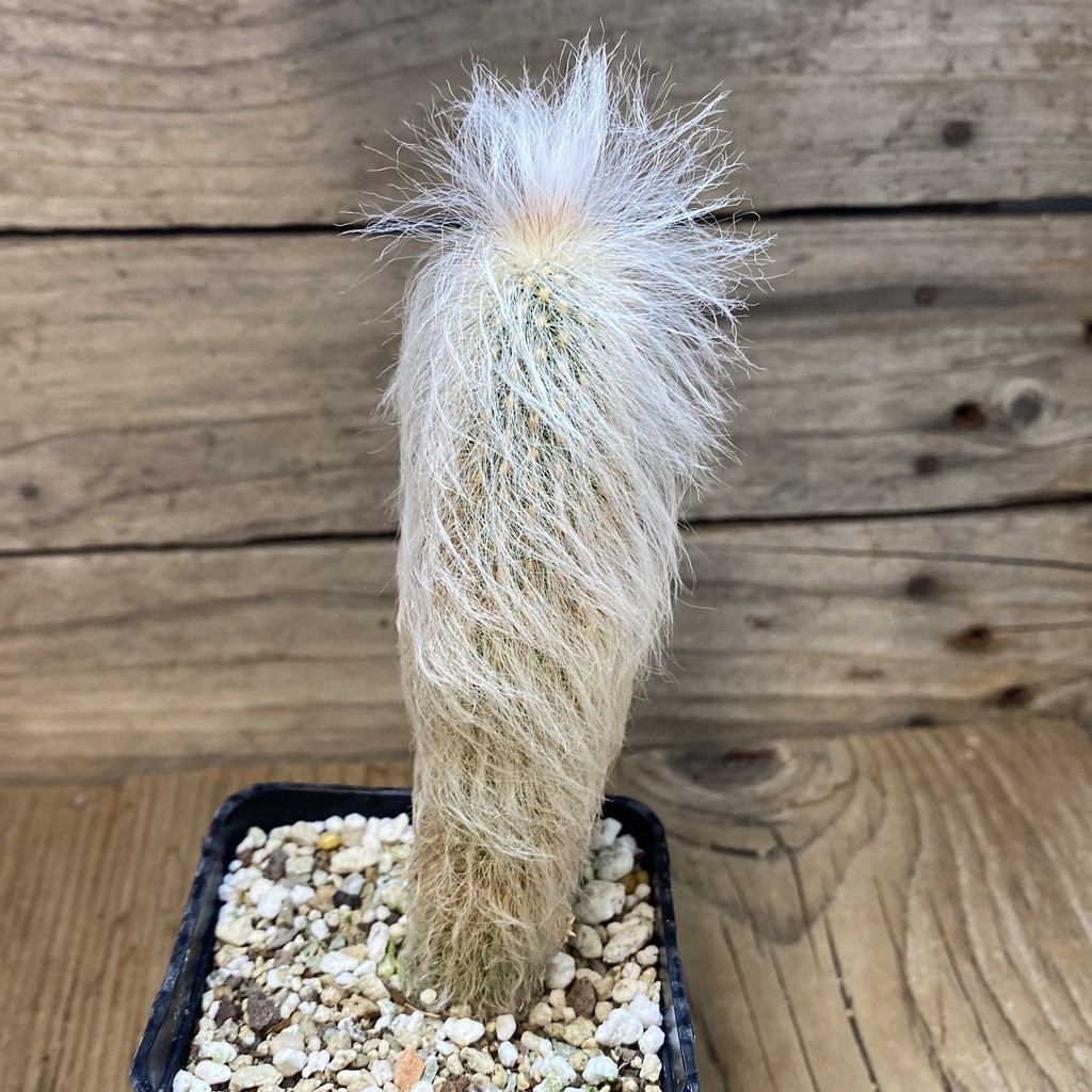 SH27750 Espostoa melanostele - Image 2