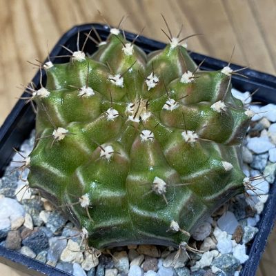 SH27780 Gymnocalycium mihanovichii ‘Neon’ hybrid