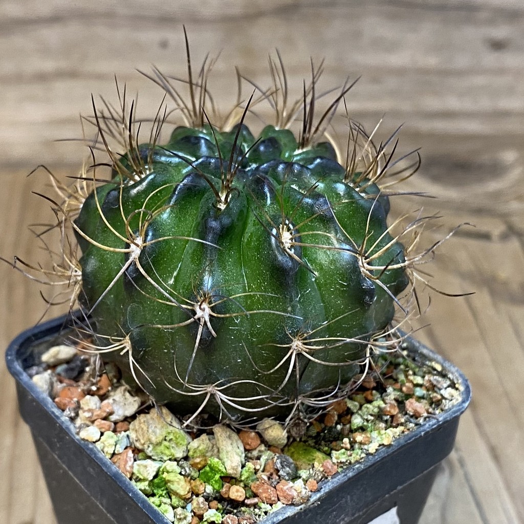 SH18520 Eriosyce taltalensis - Image 2