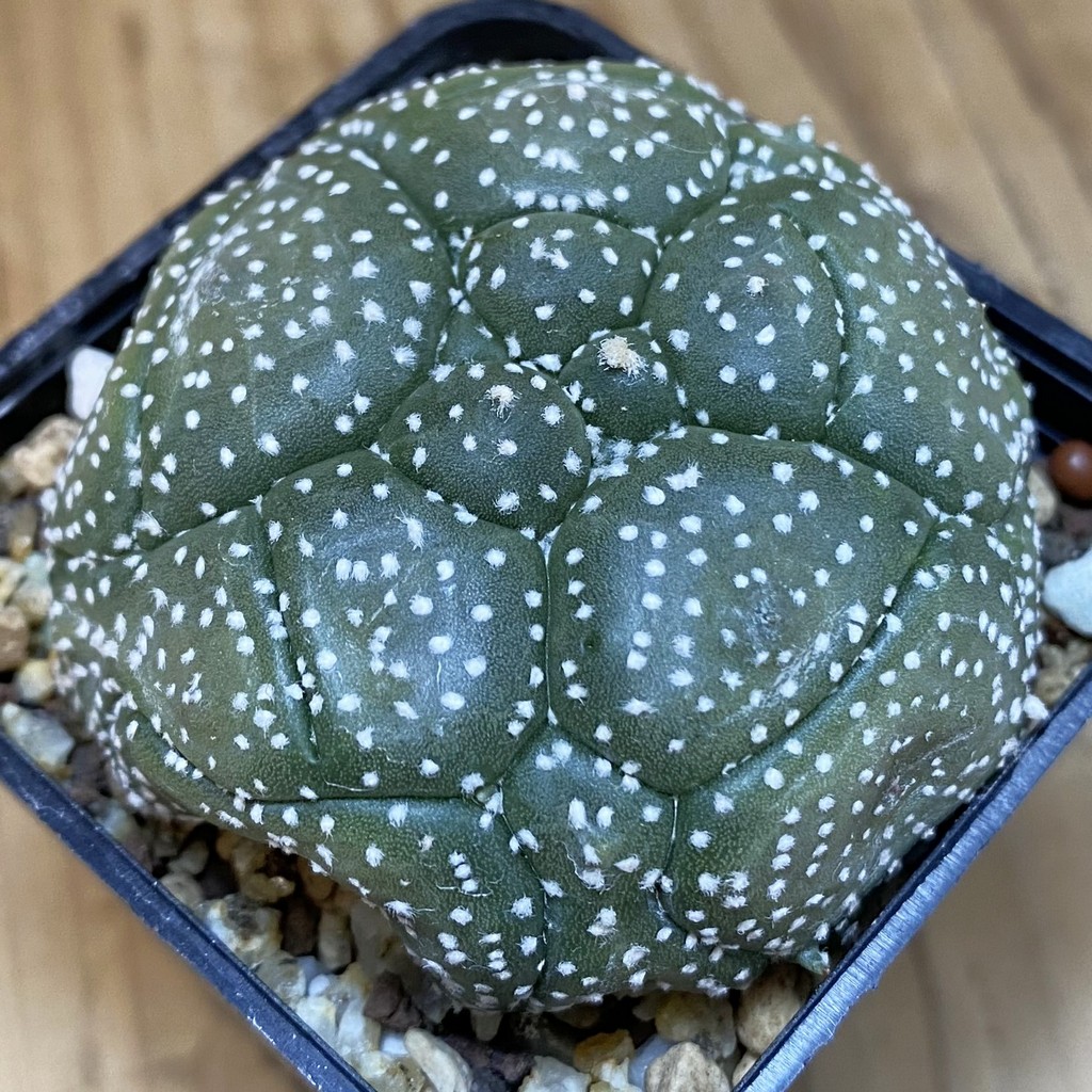 SH19518 Astrophytum asterias ‘Kikko', 5 ribs