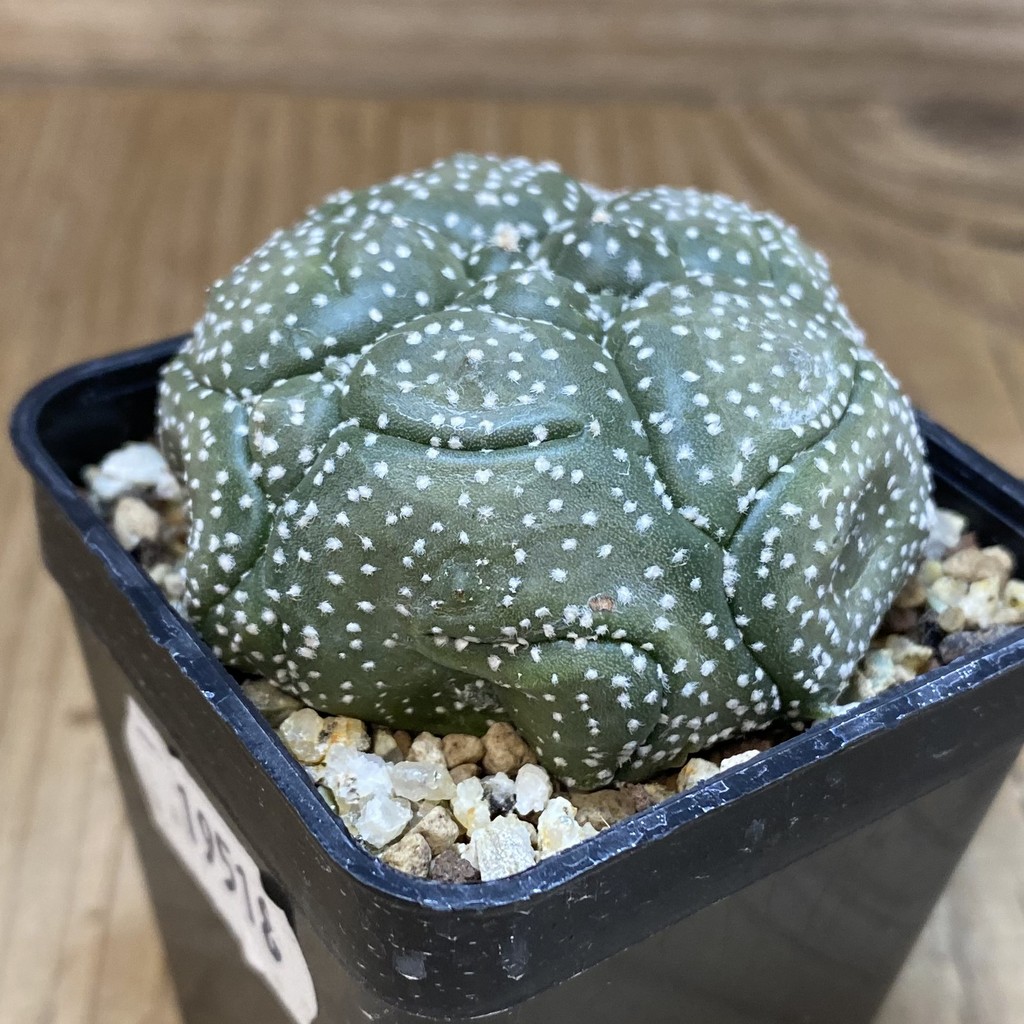 SH19518 Astrophytum asterias ‘Kikko', 5 ribs - Image 2