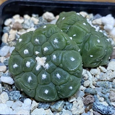 SH19771 Astrophytum asterias ‘Kikko Lizard Skin’