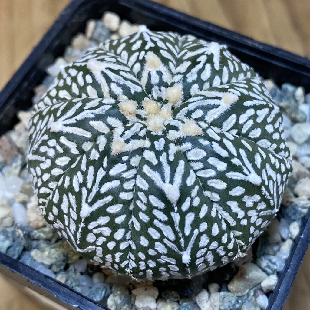 SH21154 Astrophytum asterias ‘Super Kabuto’ V-type