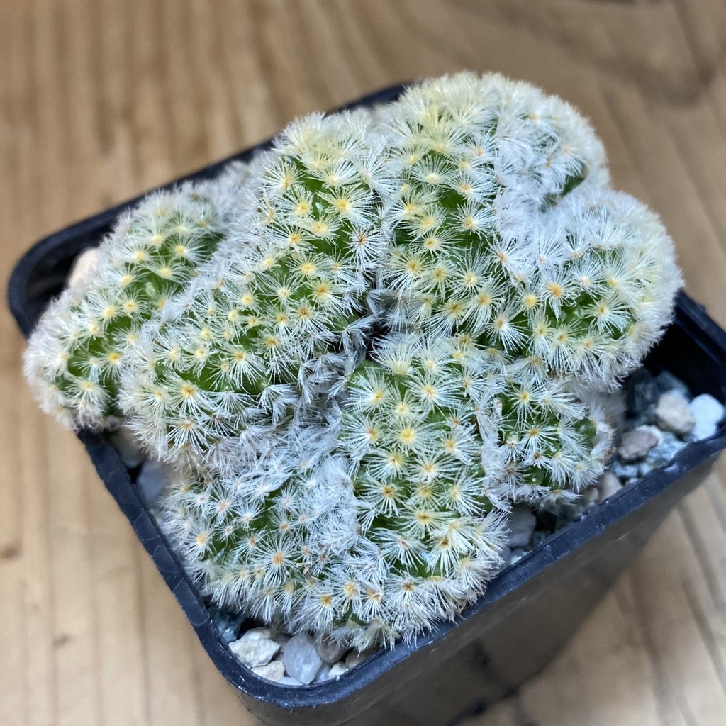 SH19725 Mammillaria carmenae f. cristata - Image 2