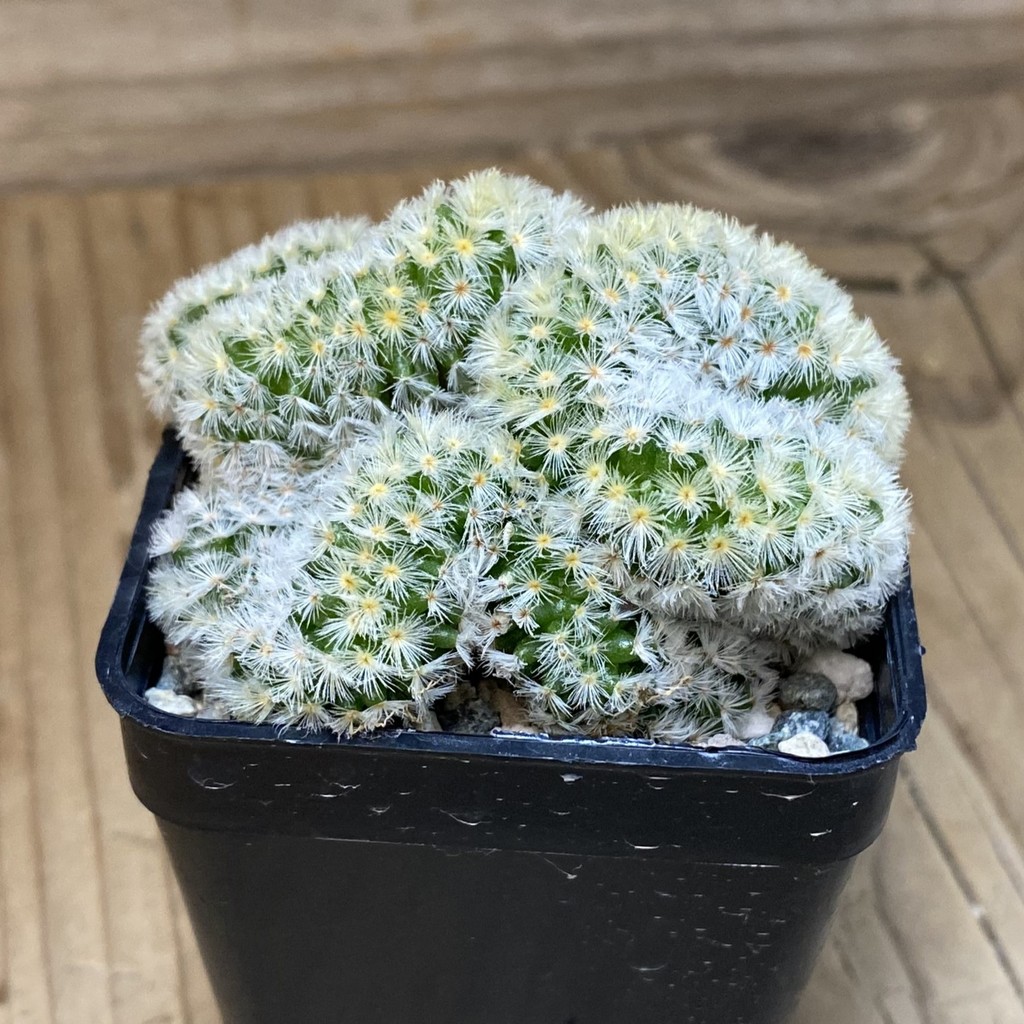 SH19725 Mammillaria carmenae f. cristata - Image 3