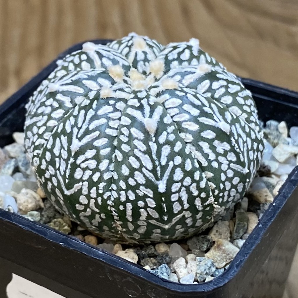 SH21154 Astrophytum asterias ‘Super Kabuto’ V-type - Image 2