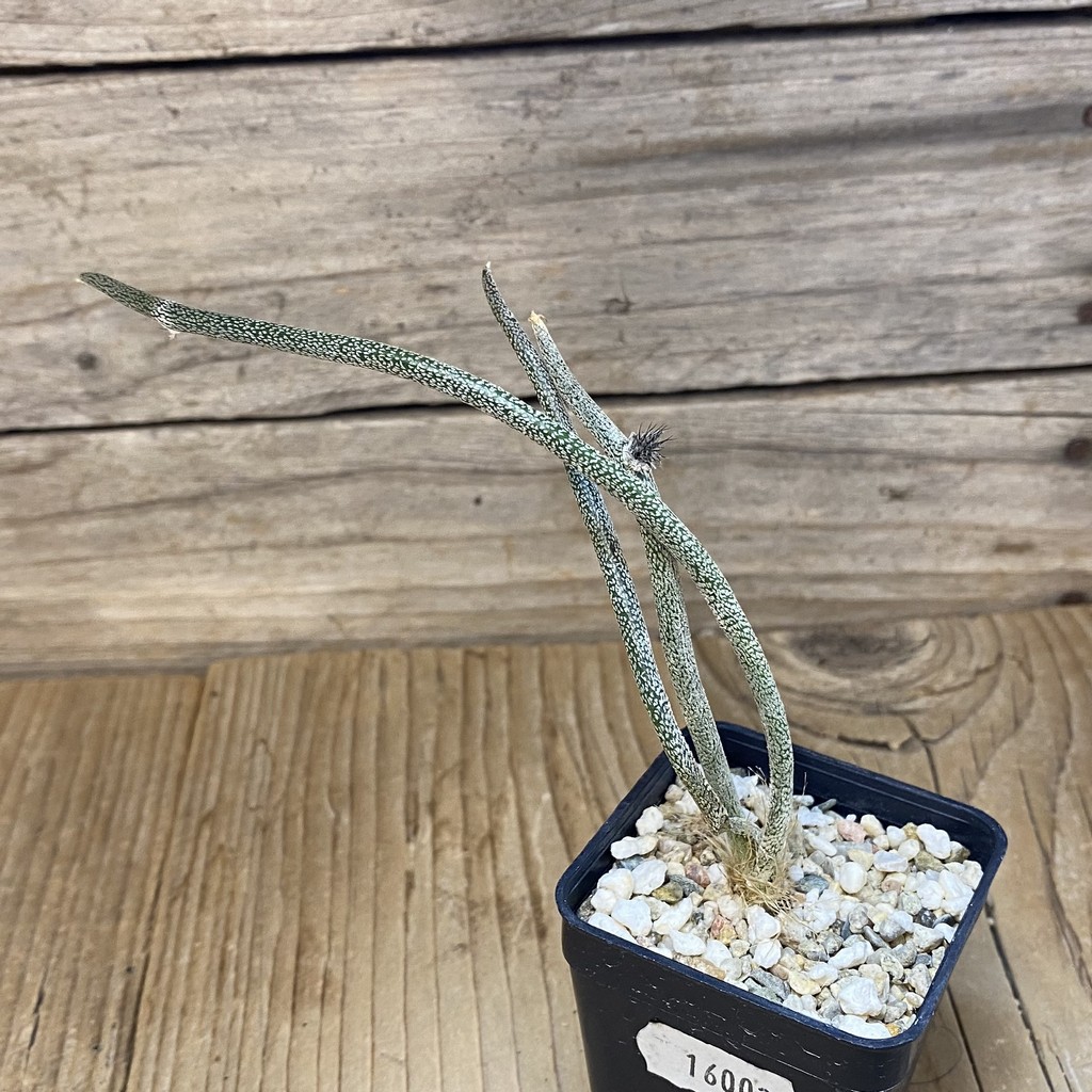 SH16002 Astrophytum caput-medusae, seedling - Image 2