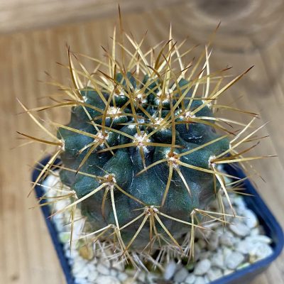 SH17090 Eriosyce curvispina