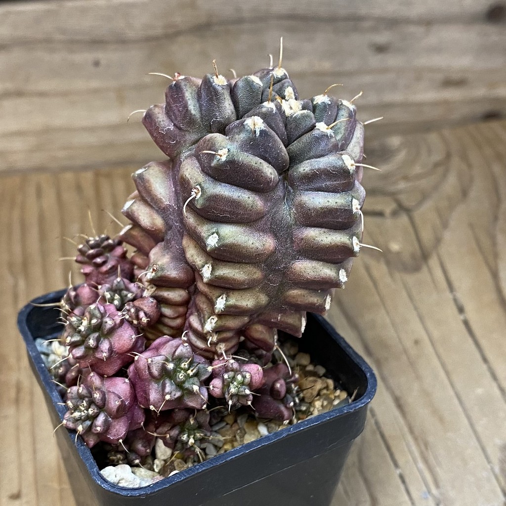 SH16995 Gymnocalycium mihanovichii ‘North Star B' - Image 2