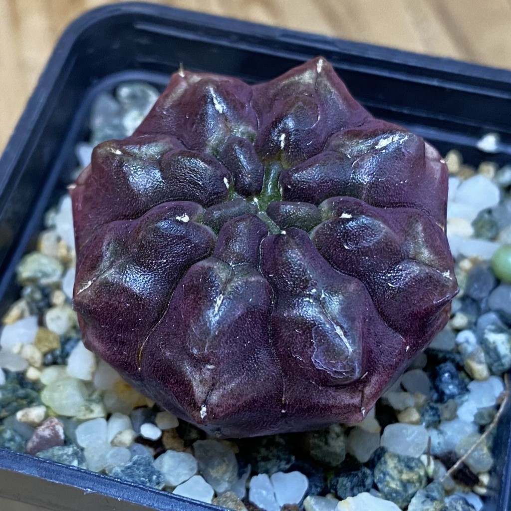 SH17116 Gymnocalycium mihanovichii ‘Day Dream’, seedling