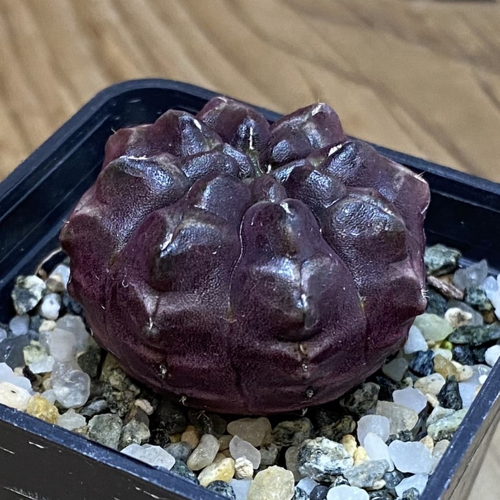 SH17116 Gymnocalycium mihanovichii ‘Day Dream’, seedling - Image 2