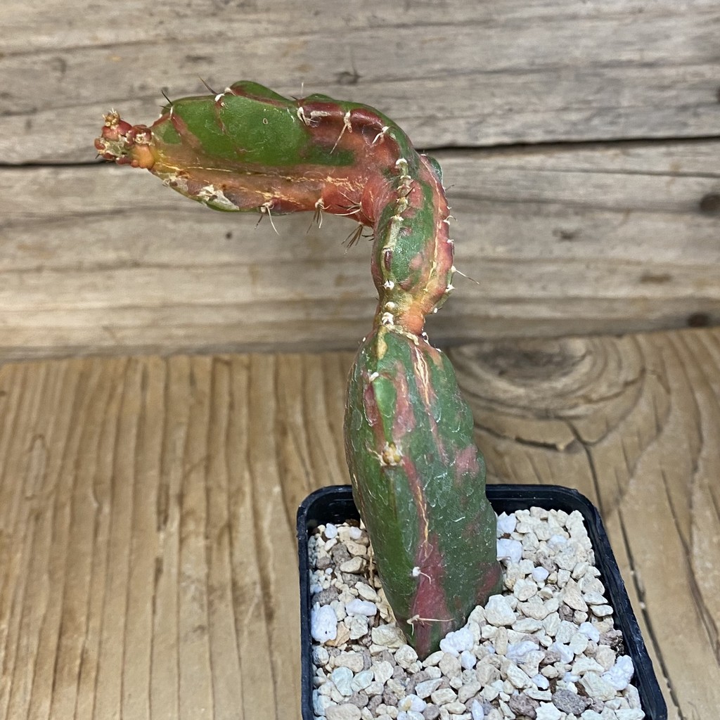 SH19561 Hylocalycium ‘Chimera variegata’ - Image 2
