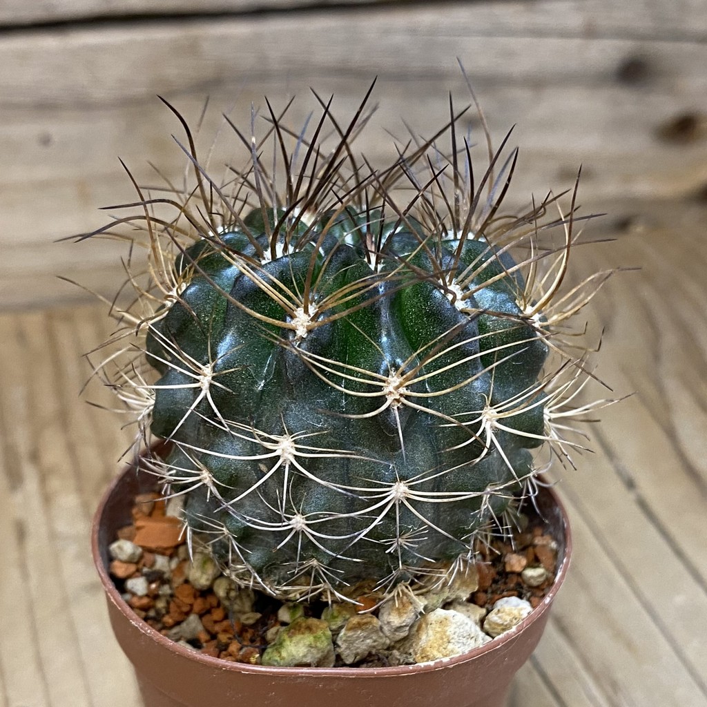 SH18227 Eriosyce taltalensis - Image 2