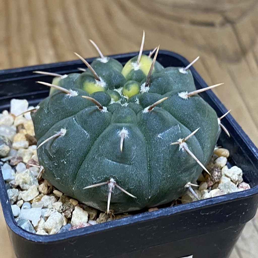SH14587 Gymnocalycium ochoterenae f. variegata - Image 2