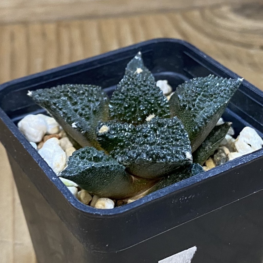 SH20823 Ariocarpus fissuratus 'Godzilla' hybrid, seedling - Image 2
