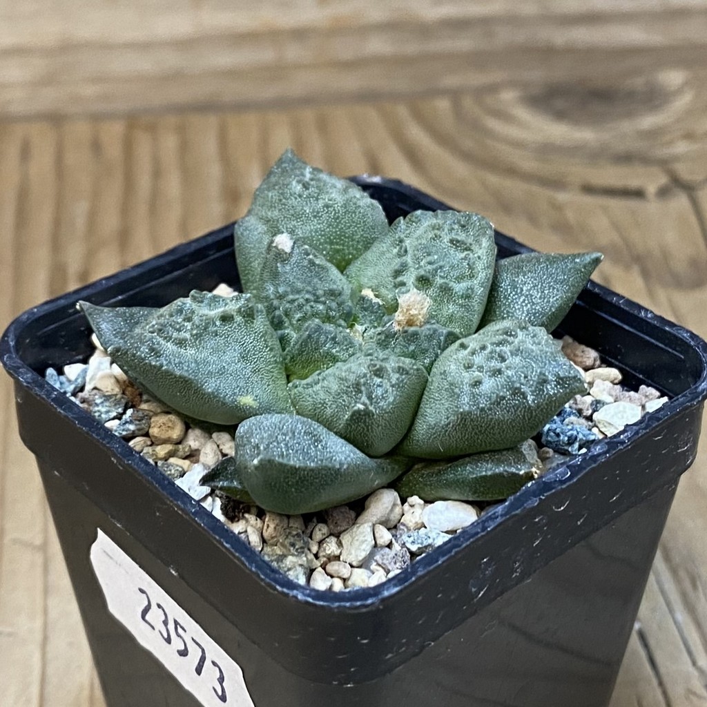 SH23573 Ariocarpus fissuratus ‘Godzilla’ hybrid, seedling, own roots - Image 2
