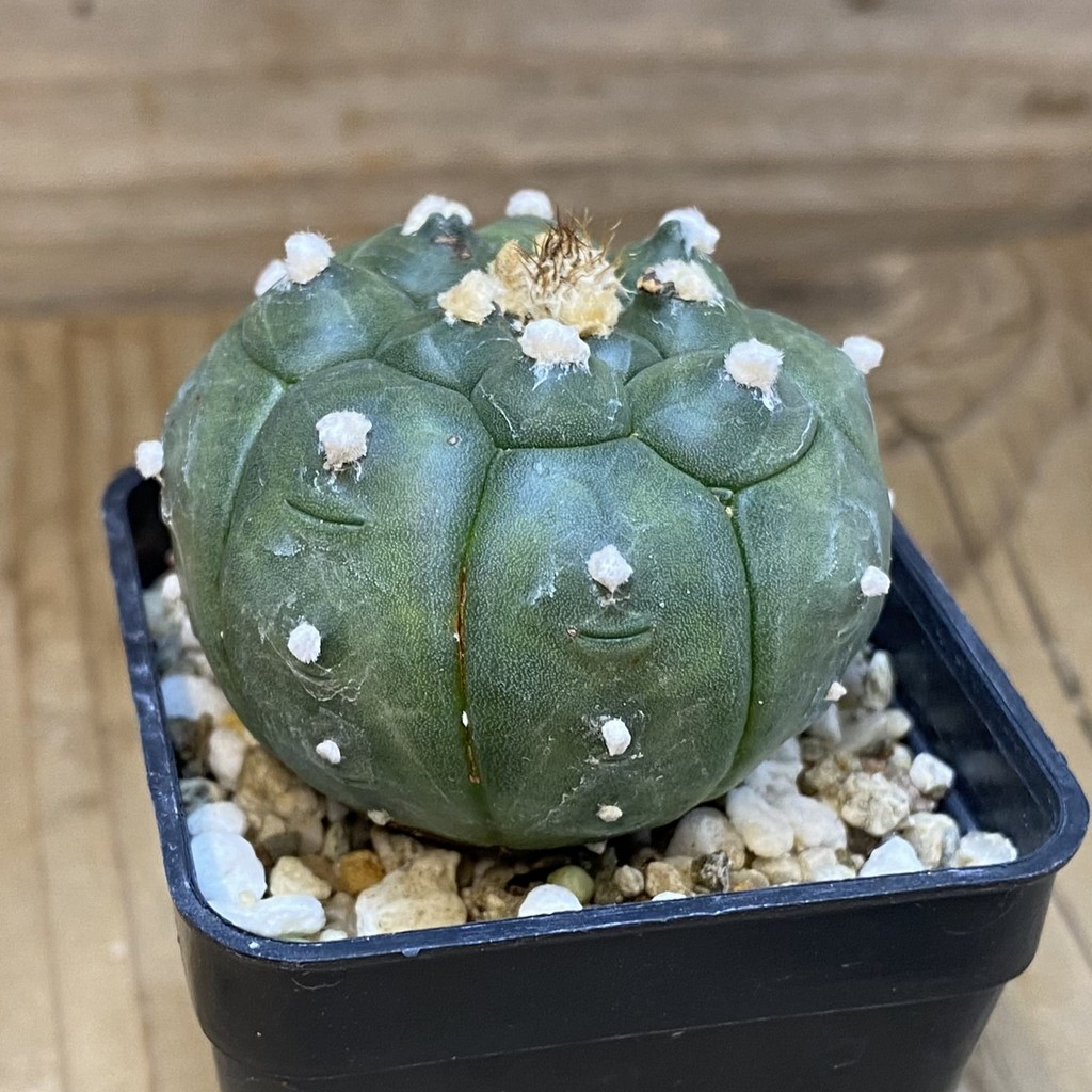SH869 Astrophytum asterias 'Kikko' - Image 2