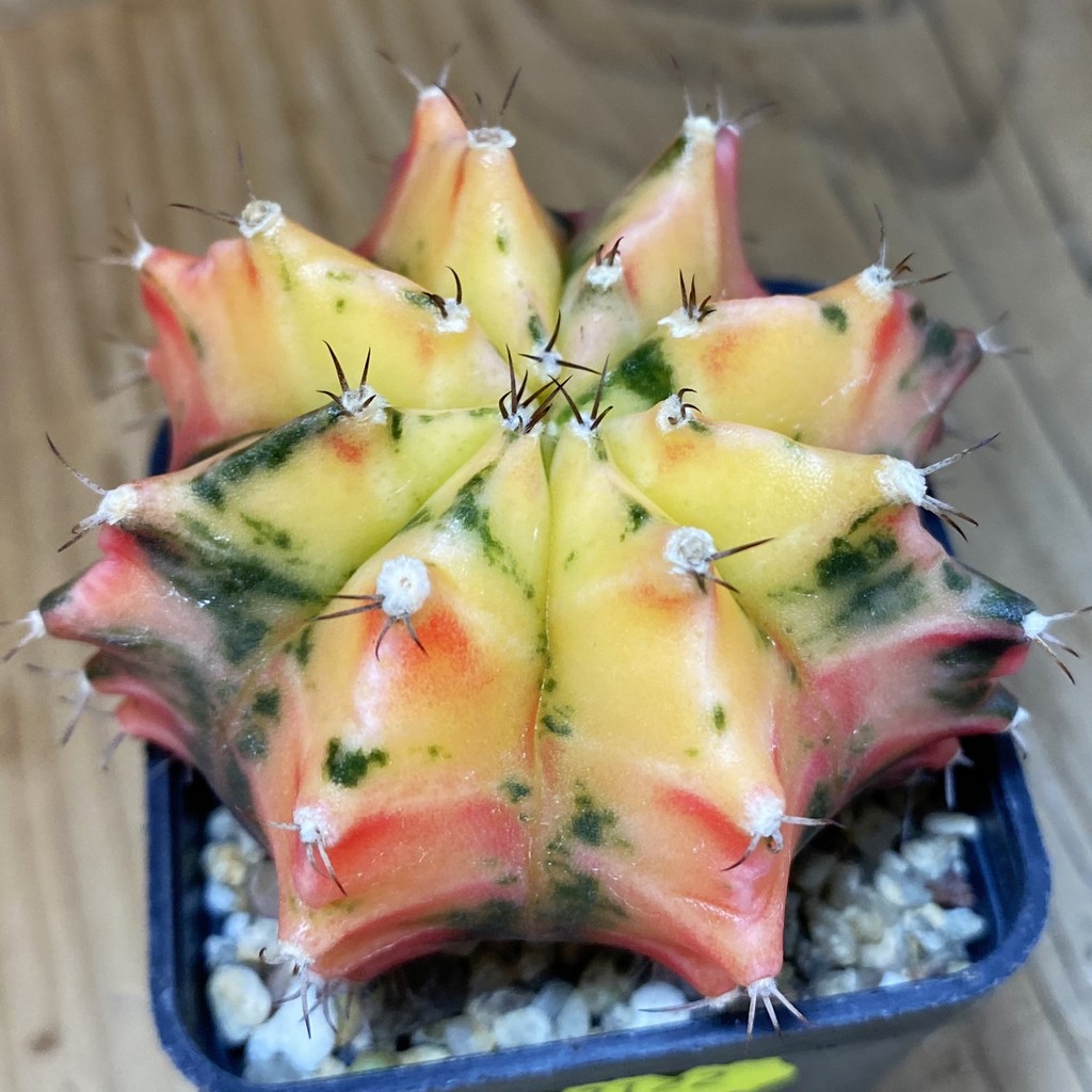 SH3122 Gymnocalycium mihanovichii f. variegata , seedling