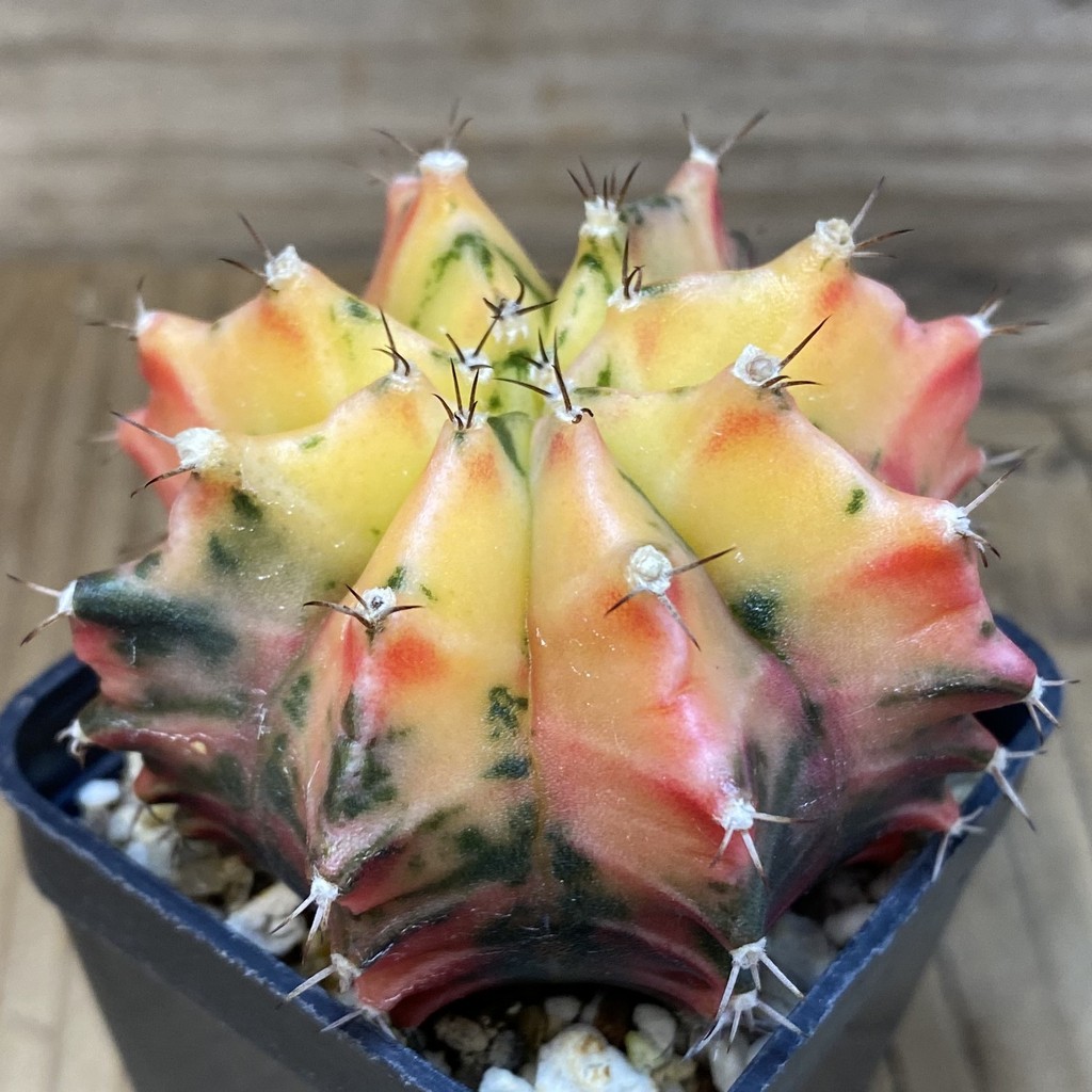 SH3122 Gymnocalycium mihanovichii f. variegata , seedling - Image 2
