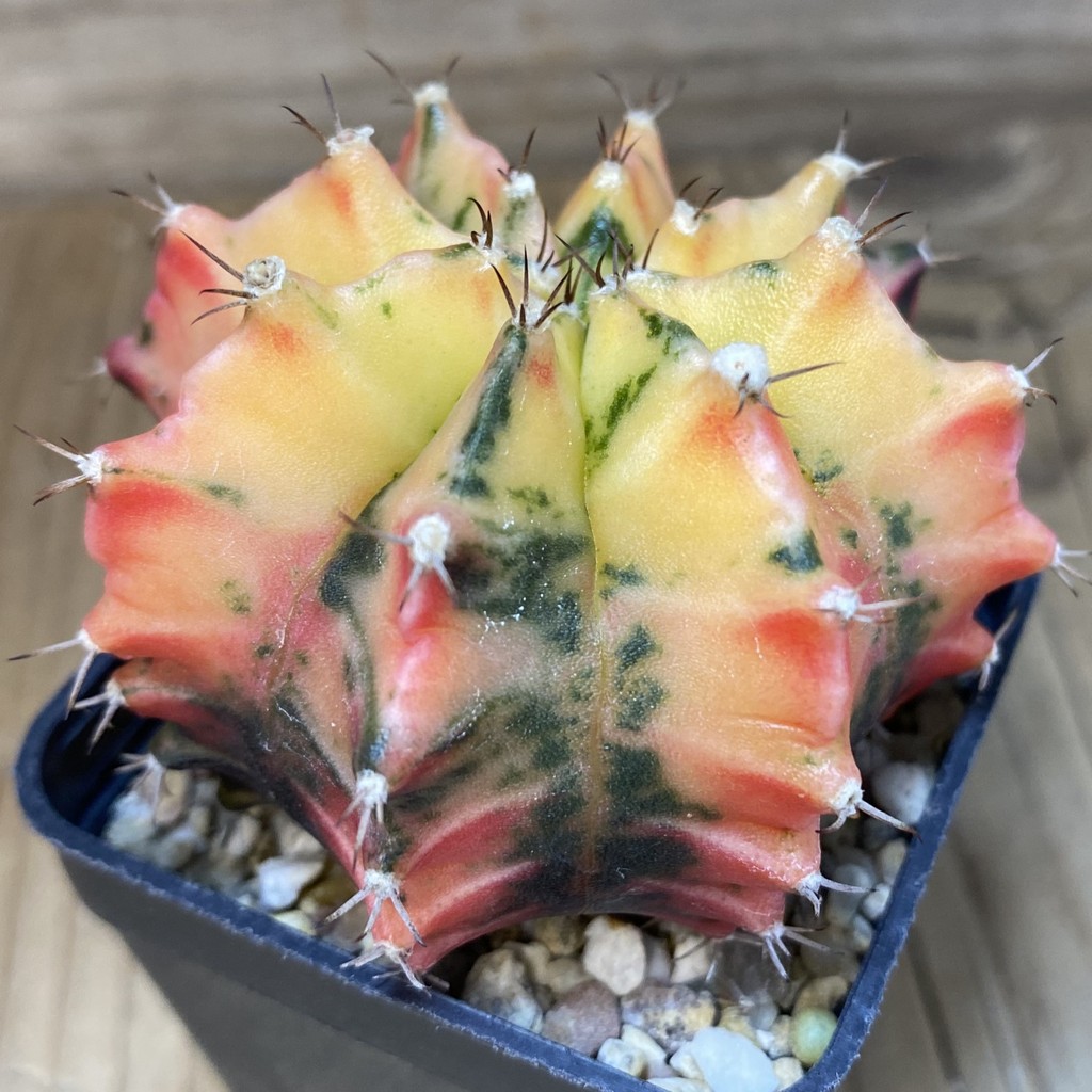 SH3122 Gymnocalycium mihanovichii f. variegata , seedling - Image 3