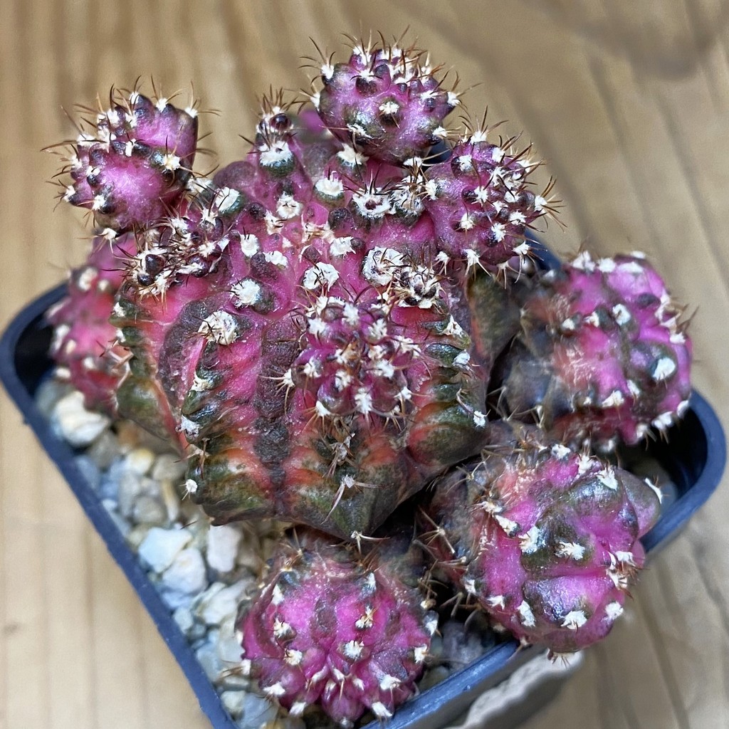 SH9332 Gymnocalycium mihanovichii 'T-Rex' hybrid, seedling