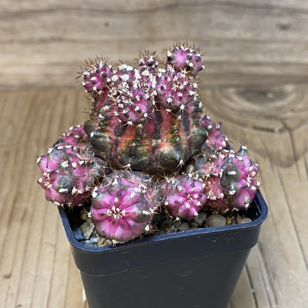 SH9332 Gymnocalycium mihanovichii 'T-Rex' hybrid, seedling - Image 2