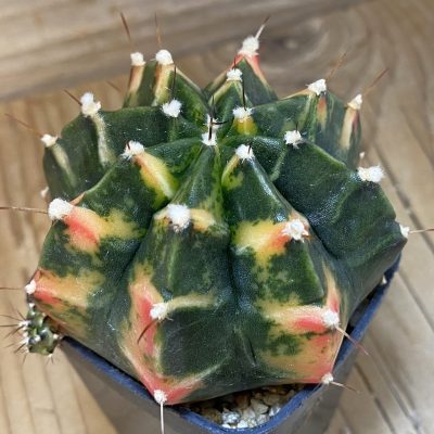 SH3126 Gymnocalycium mihanovichii f. variegata , seedling