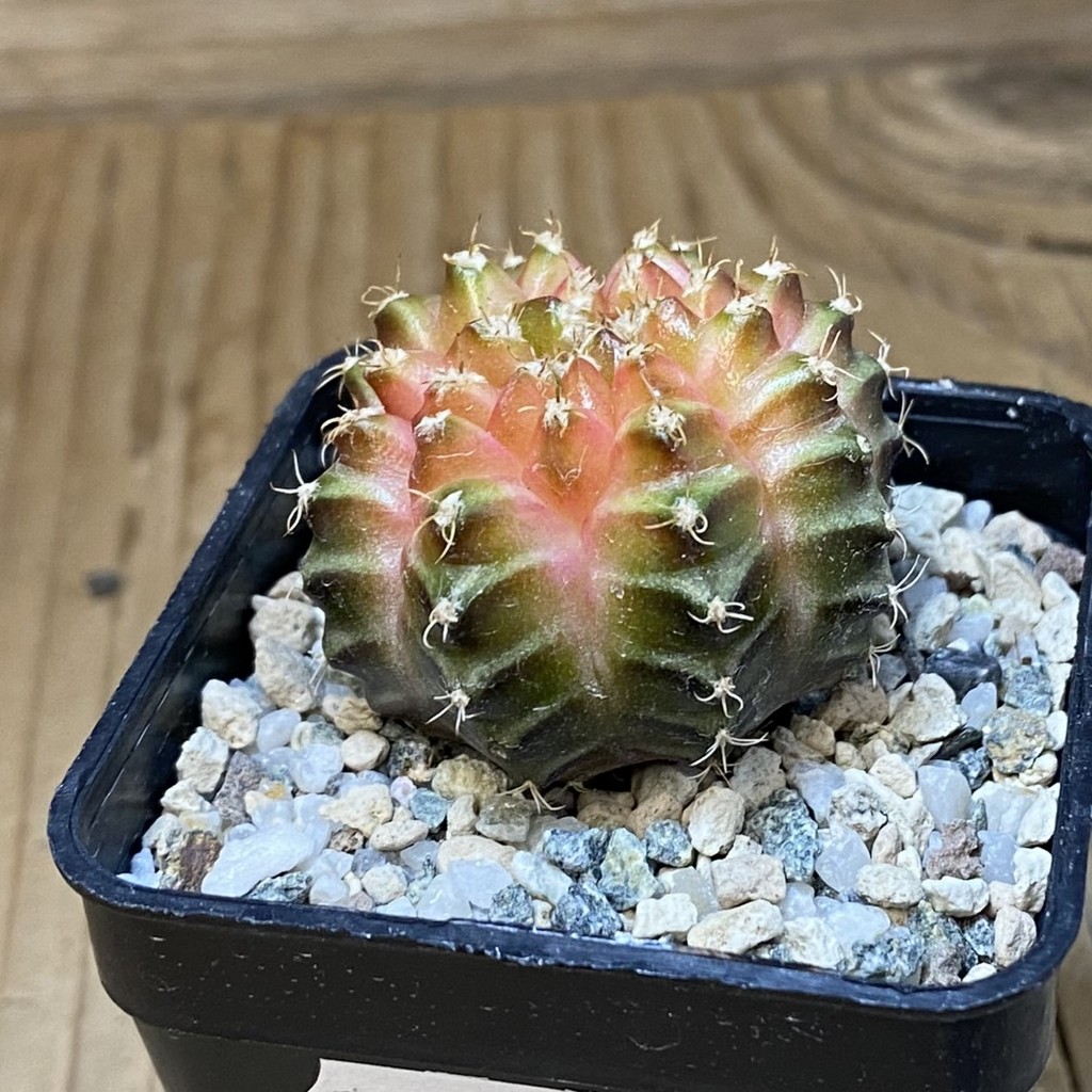 SH21676 Gymnocalycium mihanovichii ‘Neon’ hybrid - Image 2