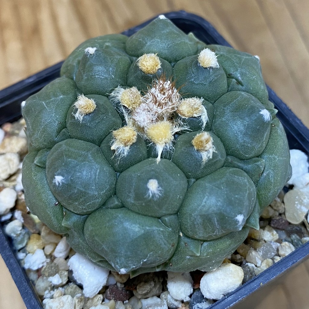 SH15434 Astrophytum asterias ‘Kikko’