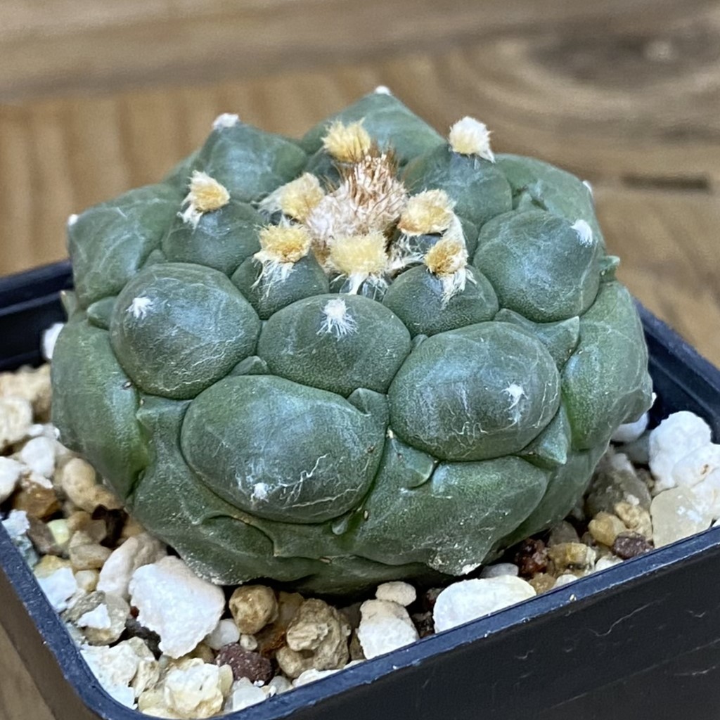 SH15434 Astrophytum asterias ‘Kikko’ - Image 2