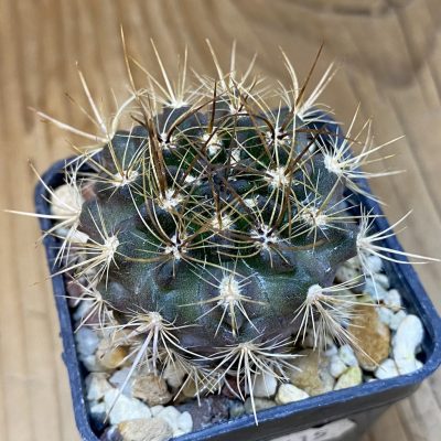 SH14115 Neoporteria subgibbosa f. litoralis