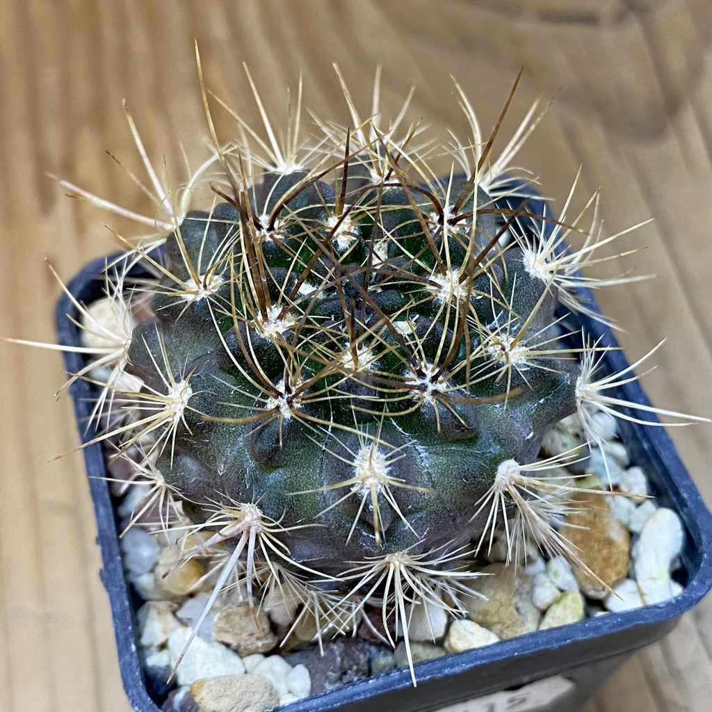 SH14115 Neoporteria subgibbosa f. litoralis