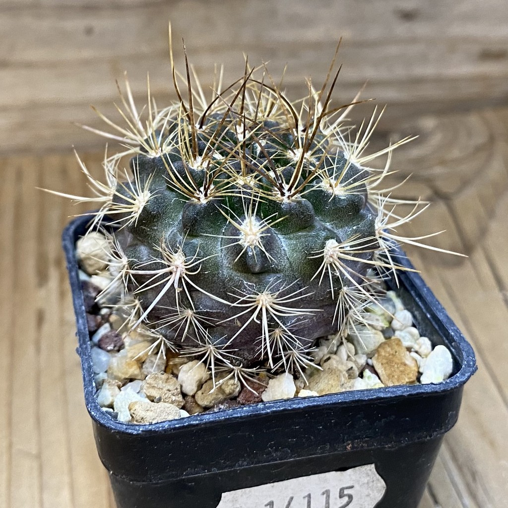 SH14115 Neoporteria subgibbosa f. litoralis - Image 2