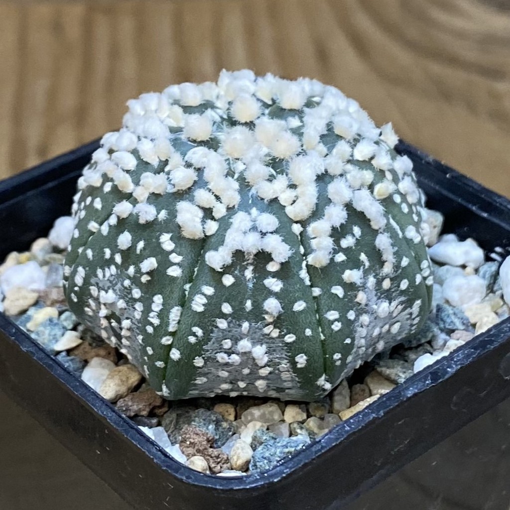 SH21158 Astrophytum asterias ‘Hanazono’ - Image 2