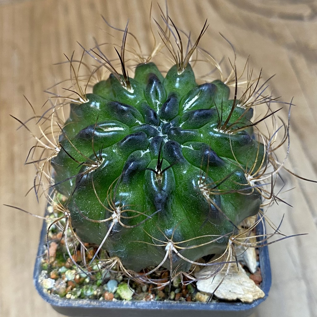 SH18520 Eriosyce taltalensis
