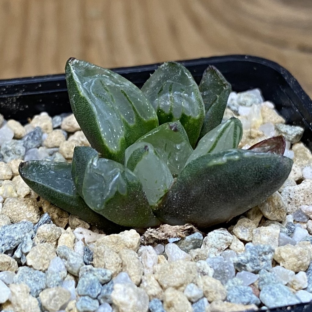 SH27936 Haworthia 'Christmas Candle' - Image 2