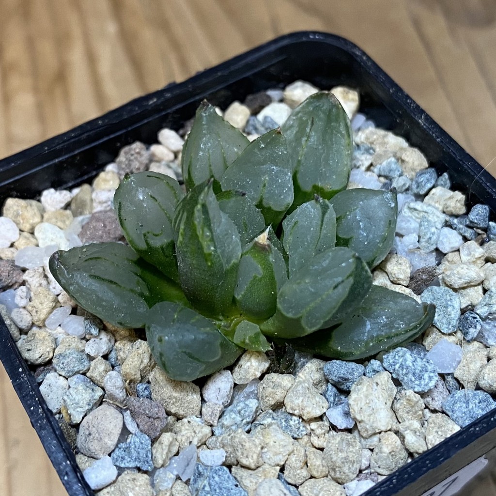 SH27937 Haworthia 'Christmas Candle'